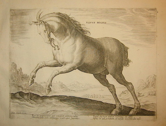Stradanus Johannes (da un disegno di) Equus regius 1580 ca. Anversa 